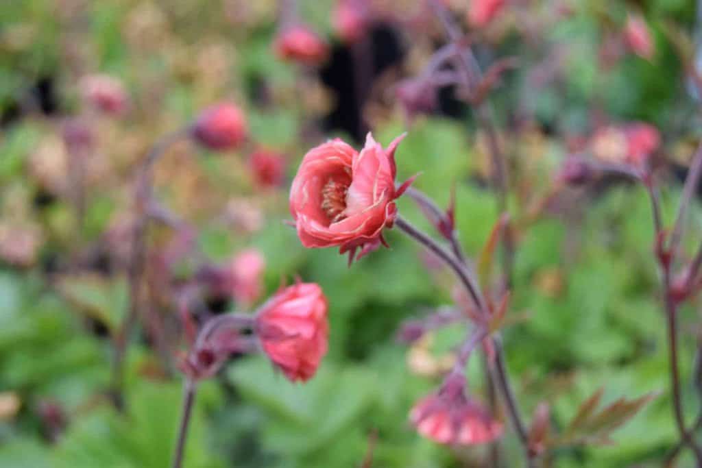 Geum 'Flames of Passion' ® ---
